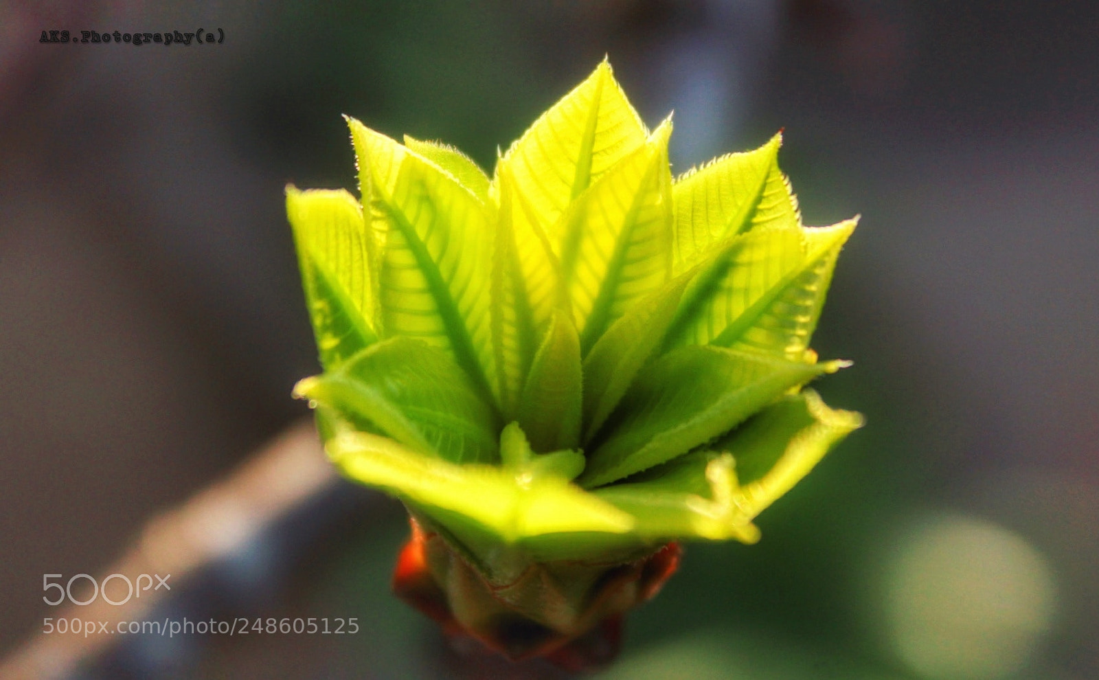 Canon EOS 1300D (EOS Rebel T6 / EOS Kiss X80) sample photo. Flower bud photography