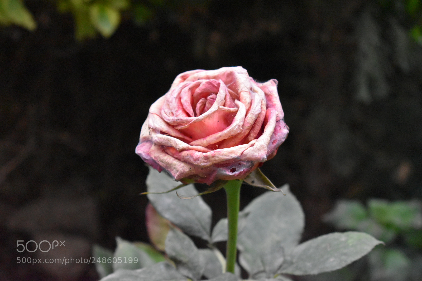 Nikon D5600 sample photo. Untitled photography