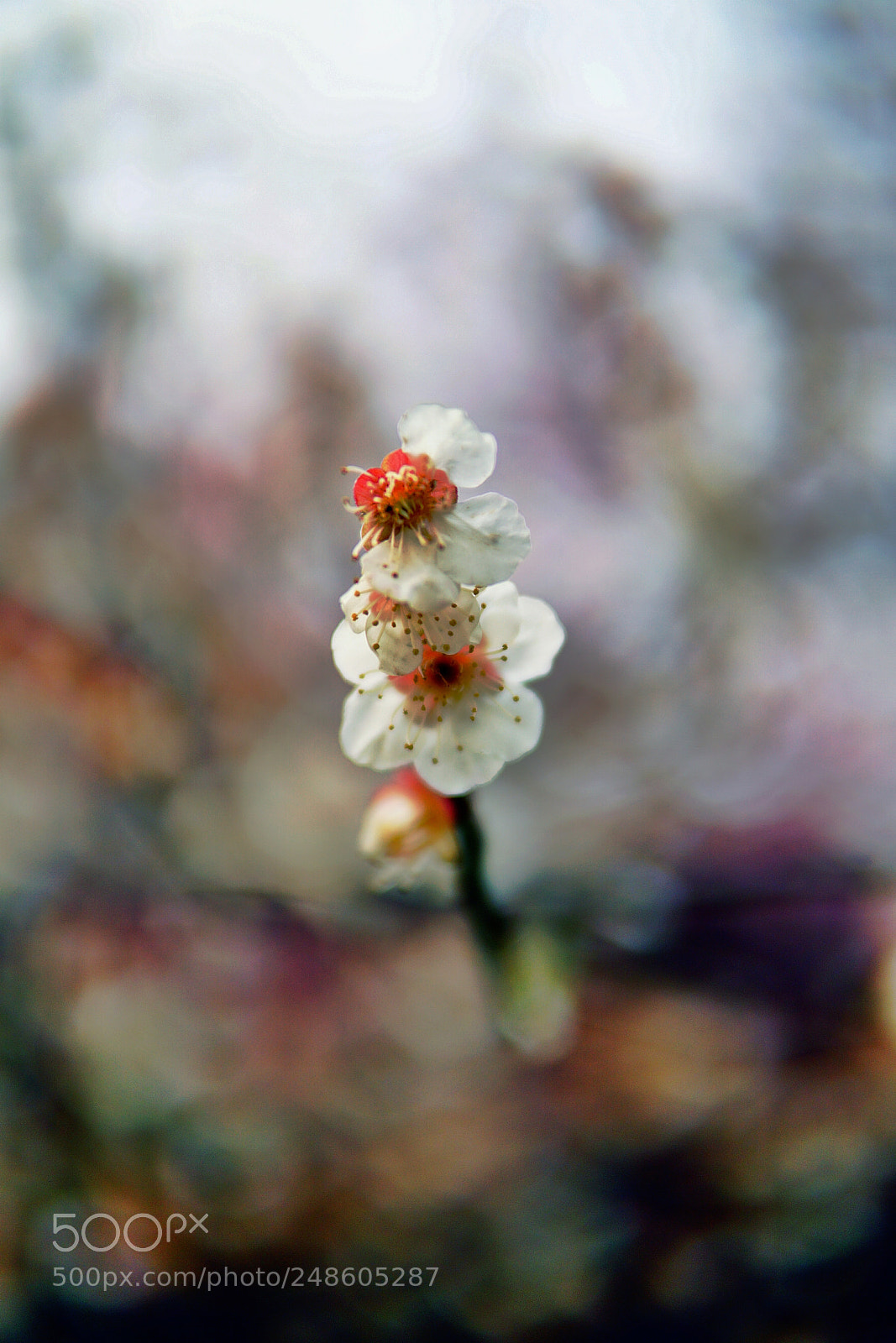Sony a6000 sample photo. 独占鳌头 photography