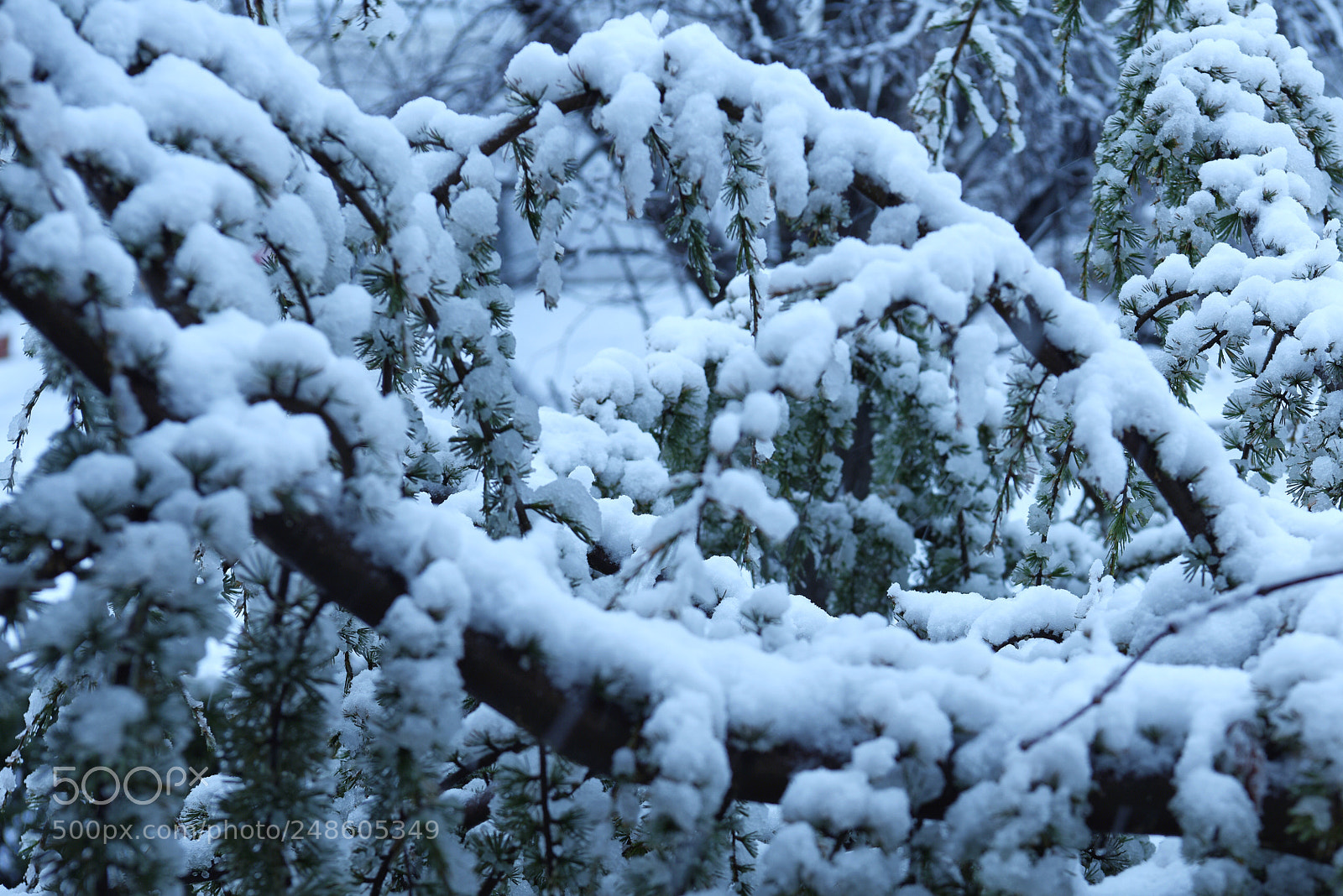 Nikon D810 sample photo. Snow sitting on branch photography