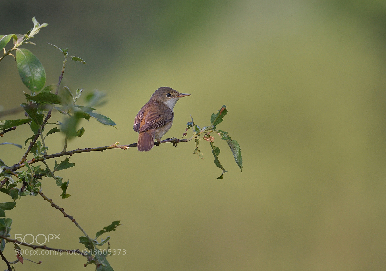 Nikon AF-S Nikkor 200-500mm F5.6E ED VR sample photo. Rousserolle photography