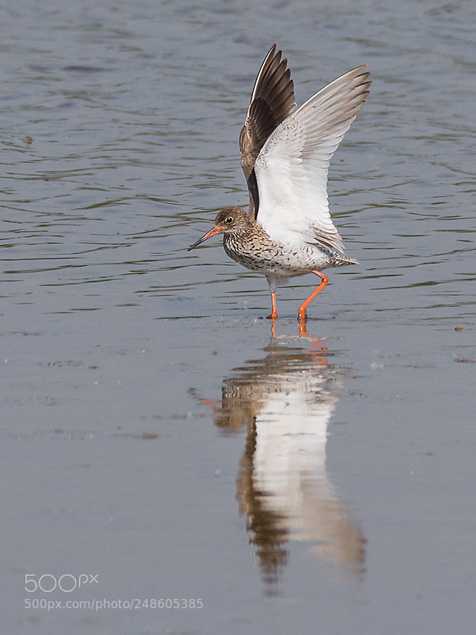Canon EOS 7D Mark II sample photo. Rotschenkel photography