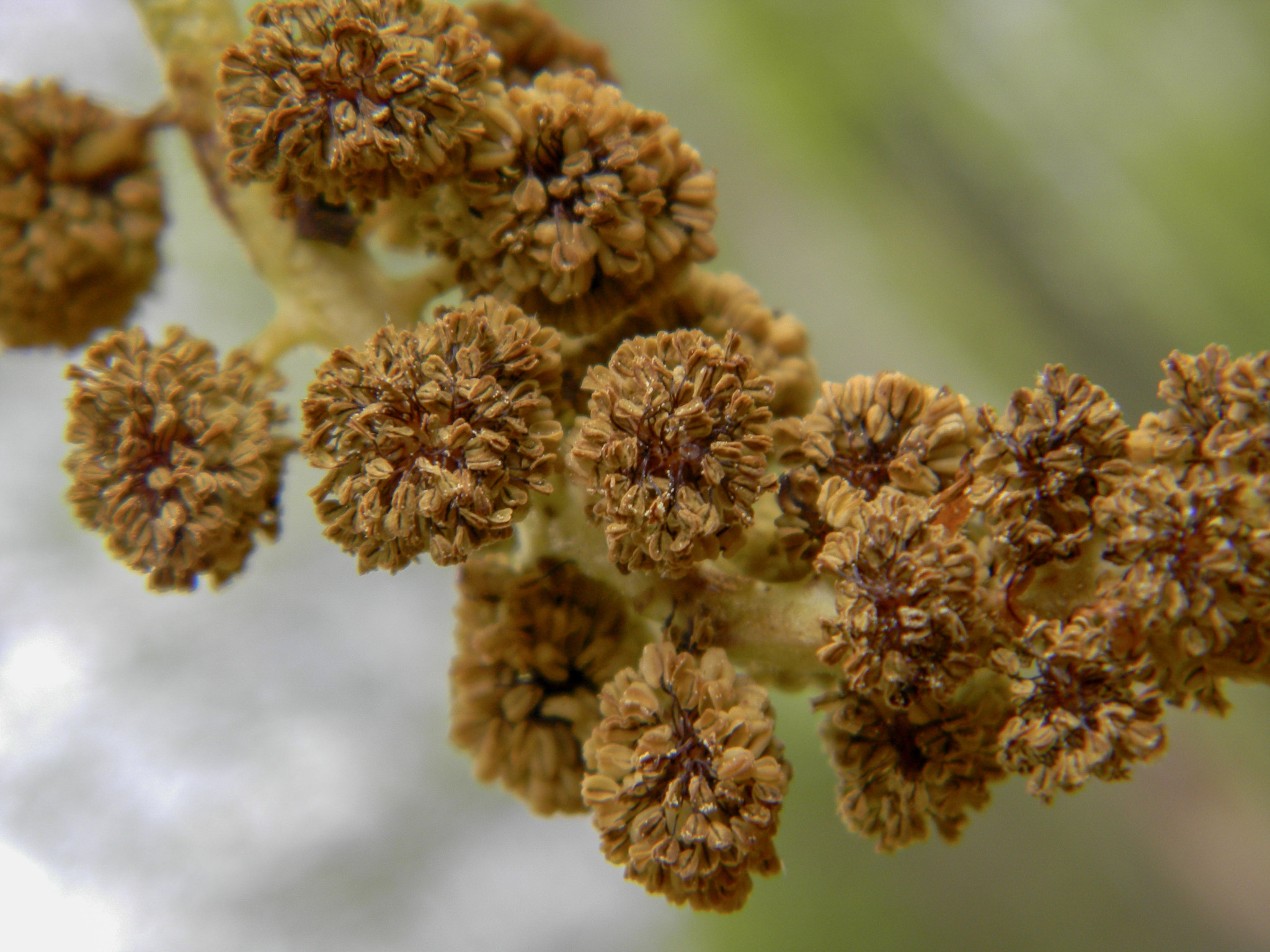 Nikon Coolpix L110 sample photo. Beauty of pollen photography