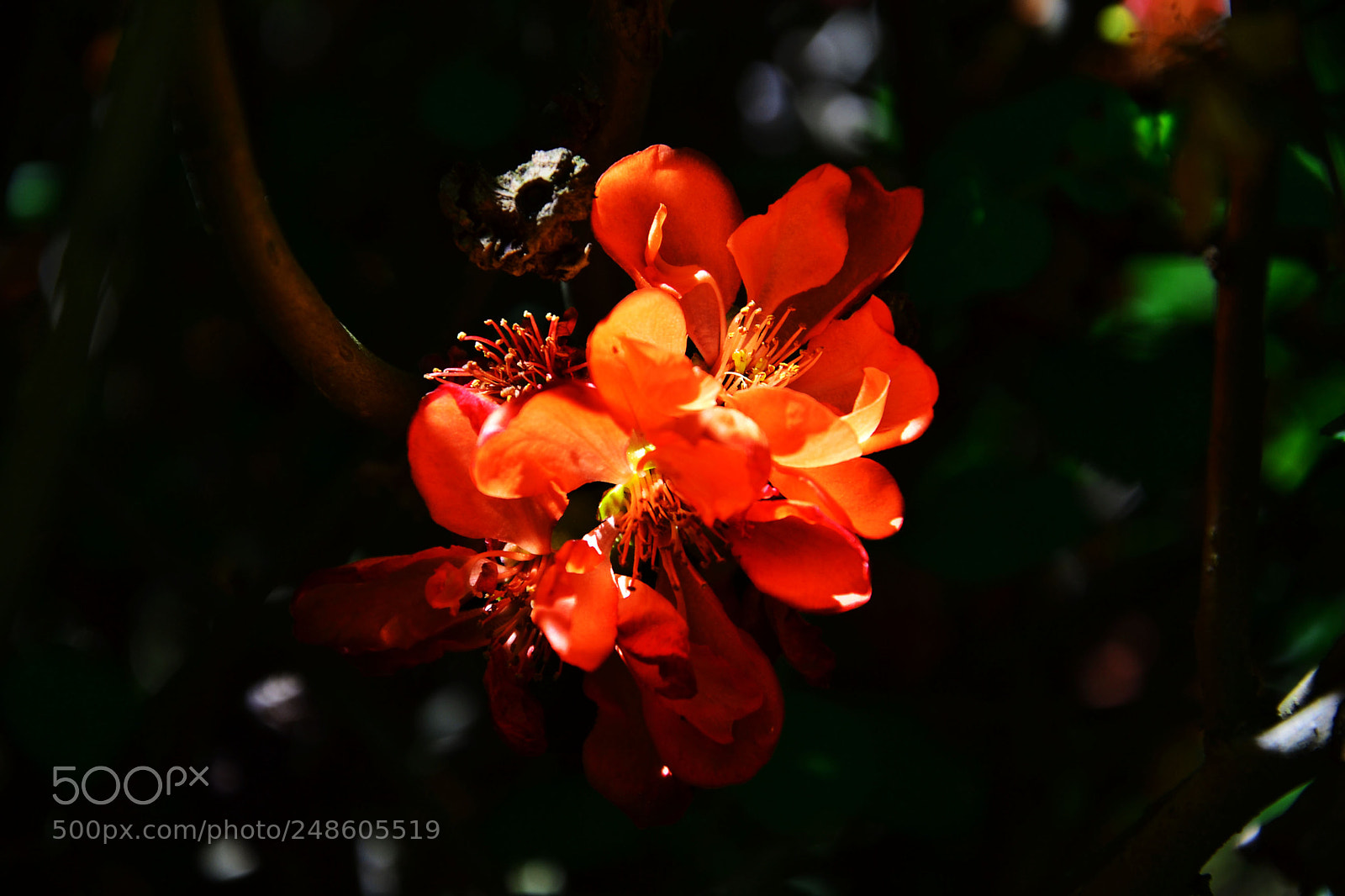 Nikon D3100 sample photo. In the jungle photography