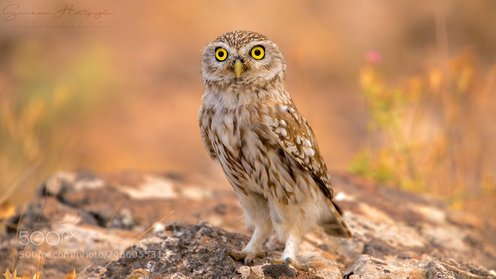 Nikon D4S sample photo. Little sweet owl photography