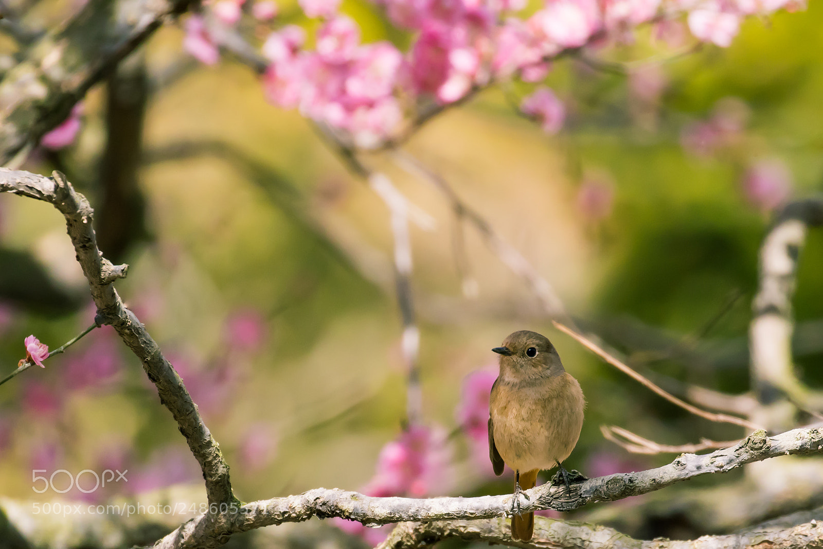 Canon EOS 7D Mark II sample photo. Daurian redstart photography