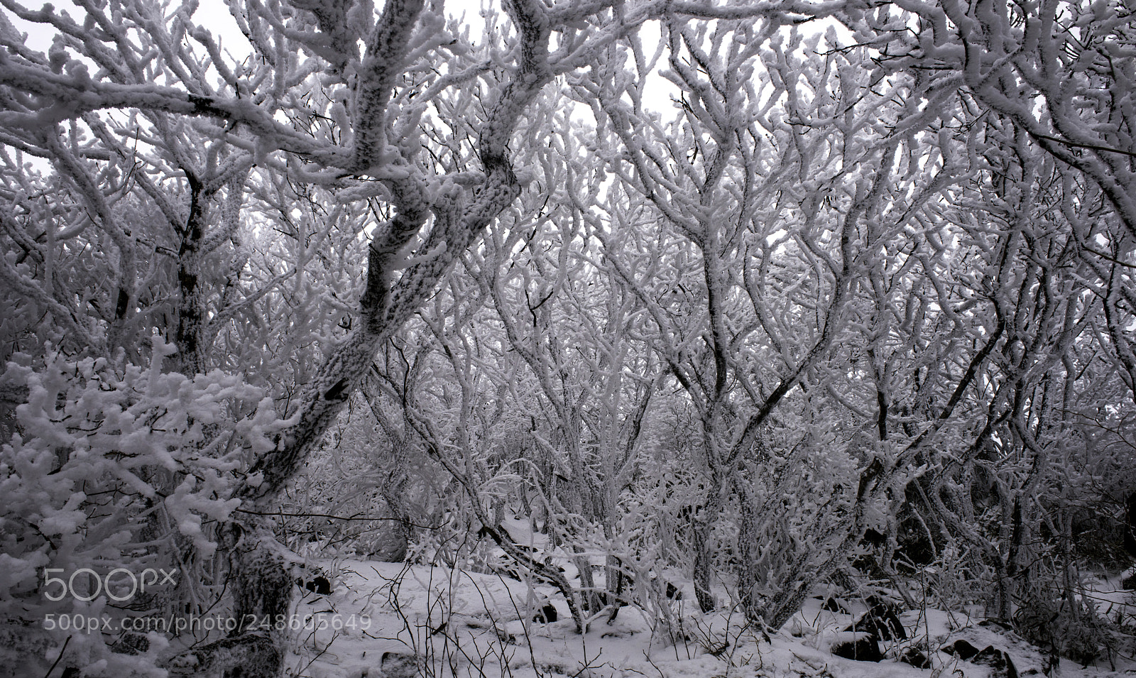 Nikon D810 sample photo. Winter photography