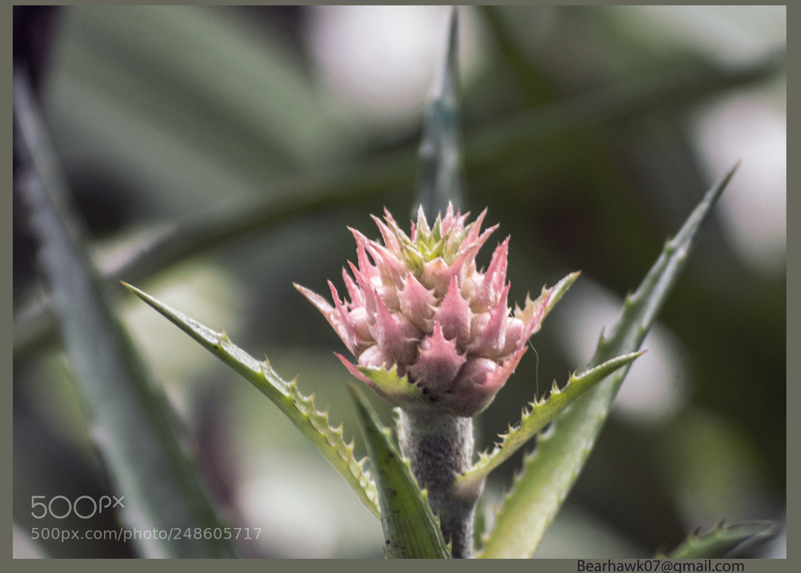Nikon D7200 sample photo. Copy photography