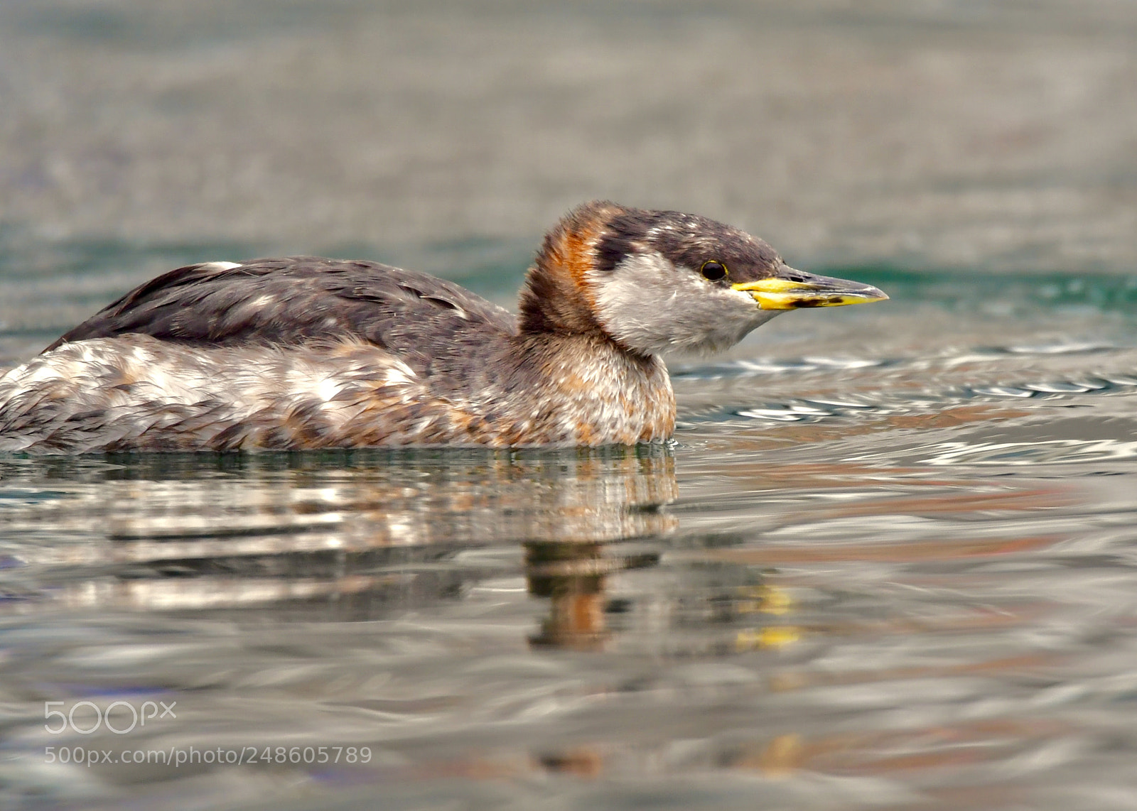 Nikon D5 sample photo. 鸊鷉(red-necked grebe) photography