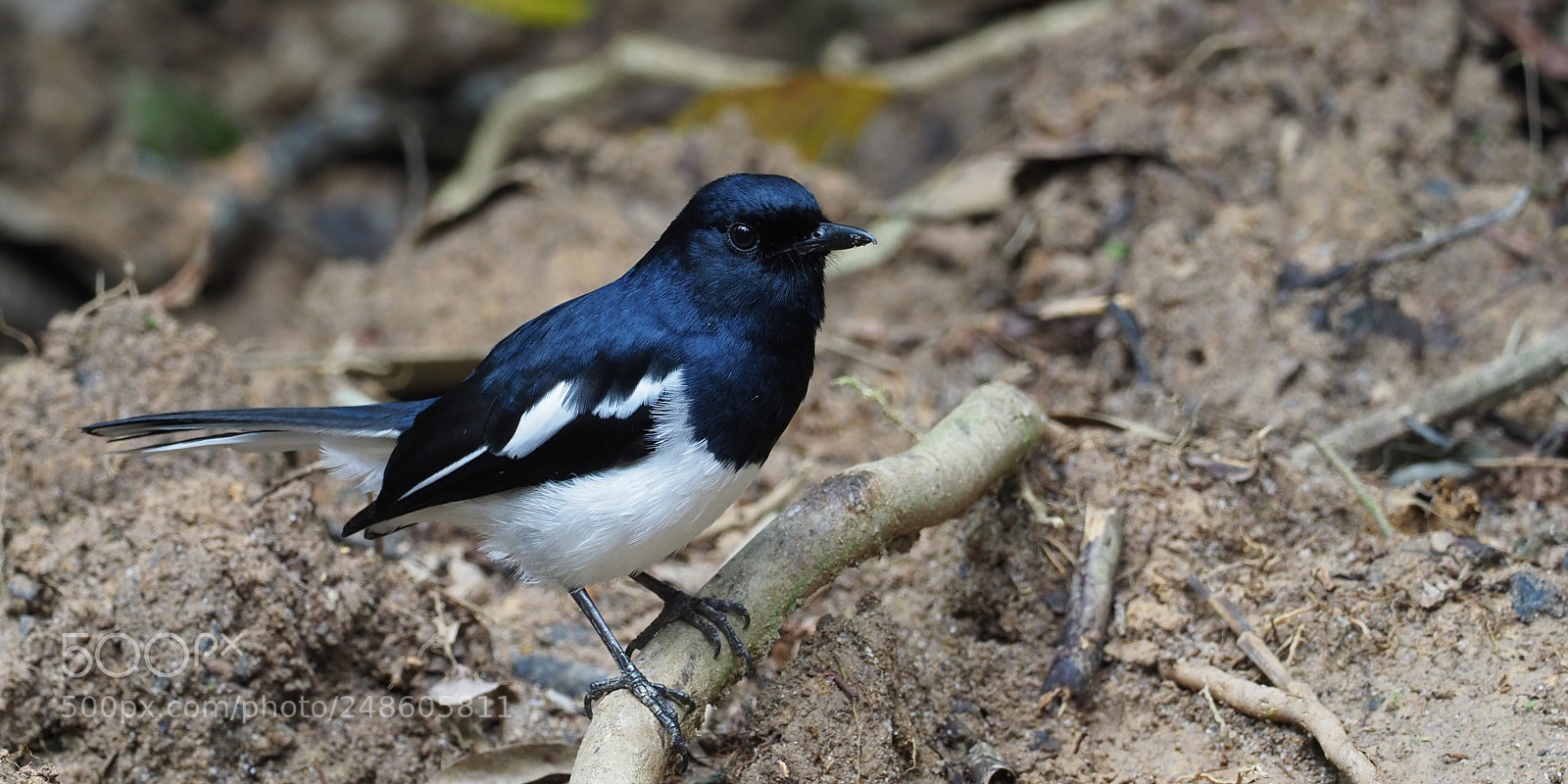 Olympus OM-D E-M1 Mark II sample photo. Oriental magpie robin photography