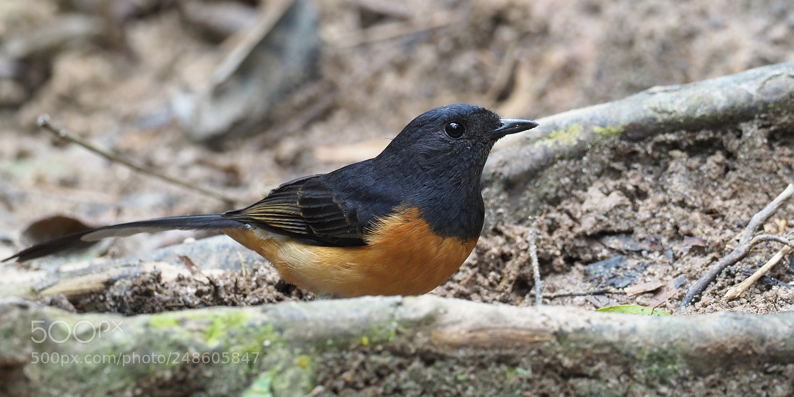 Olympus OM-D E-M1 Mark II sample photo. White-rumped shama photography