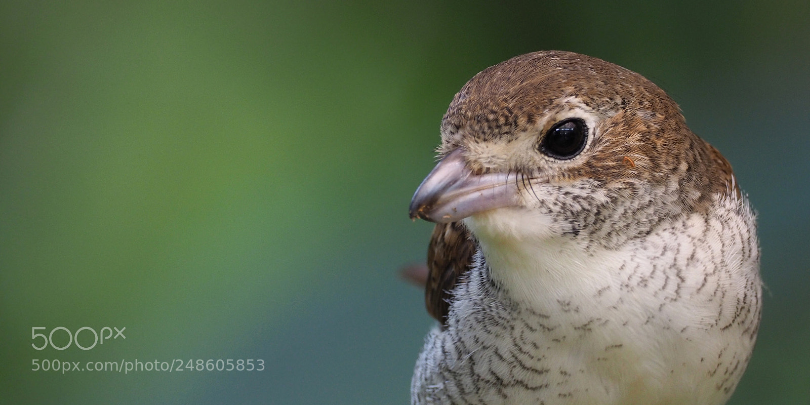 Olympus OM-D E-M1 Mark II sample photo. Tiger shrike photography