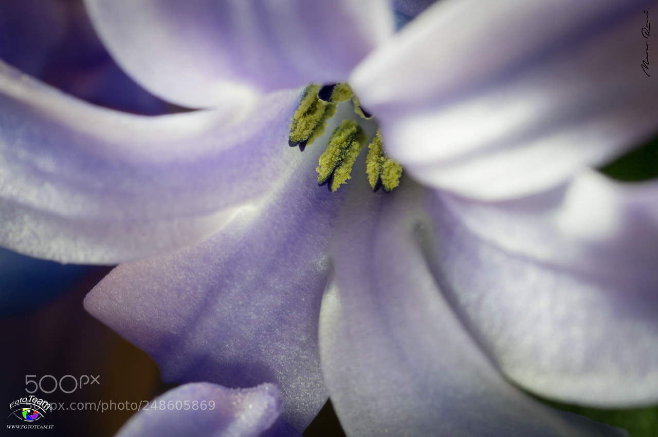 Nikon D3200 sample photo. Giacinto photography