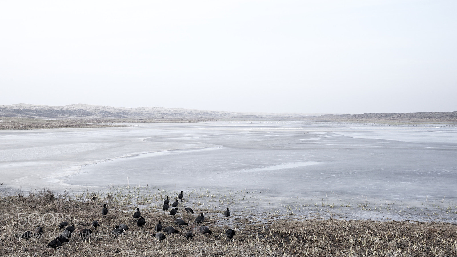 Leica M (Typ 240) sample photo. Fulica atra. photography