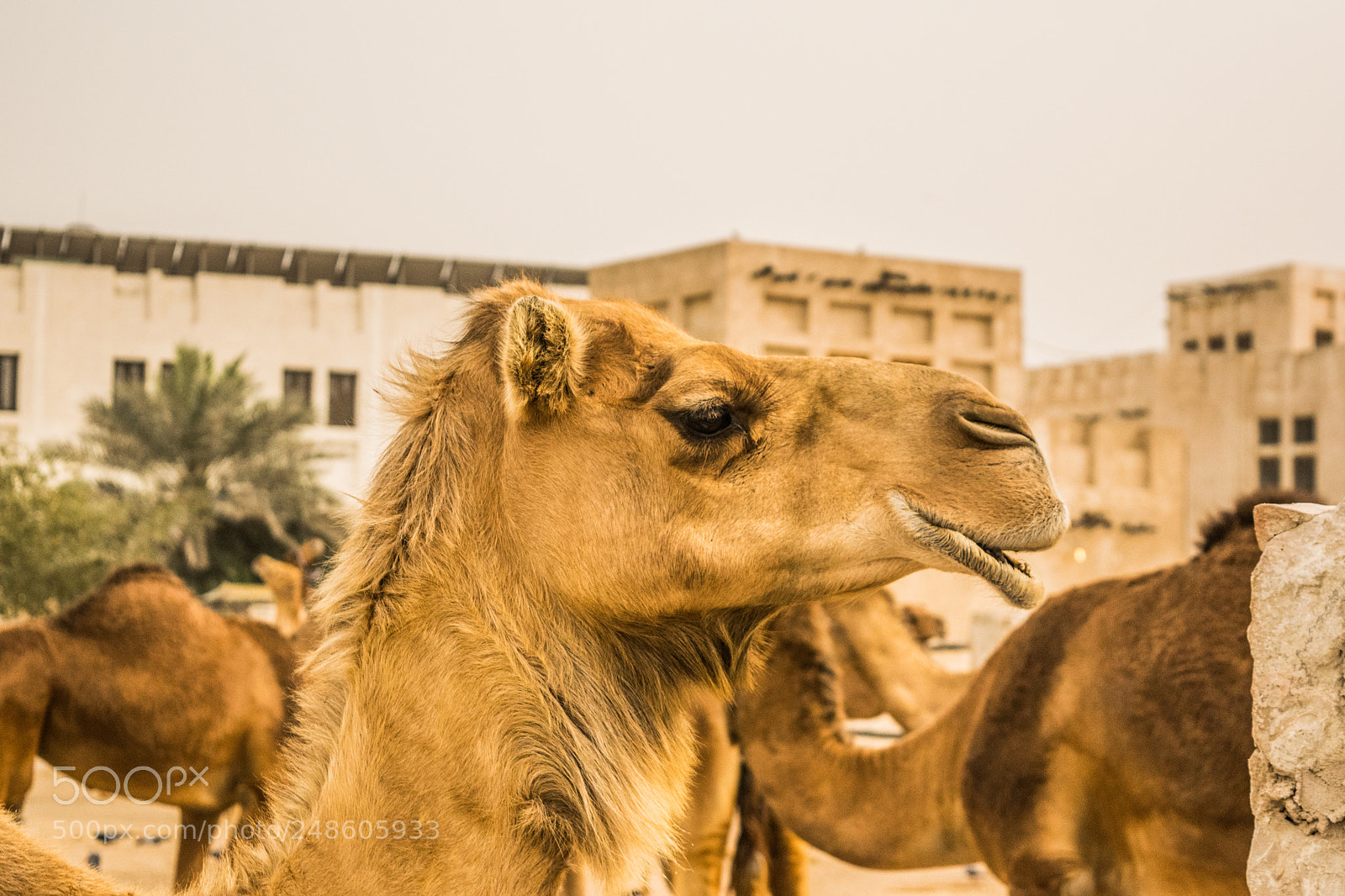 Nikon D5300 sample photo. Doha photography