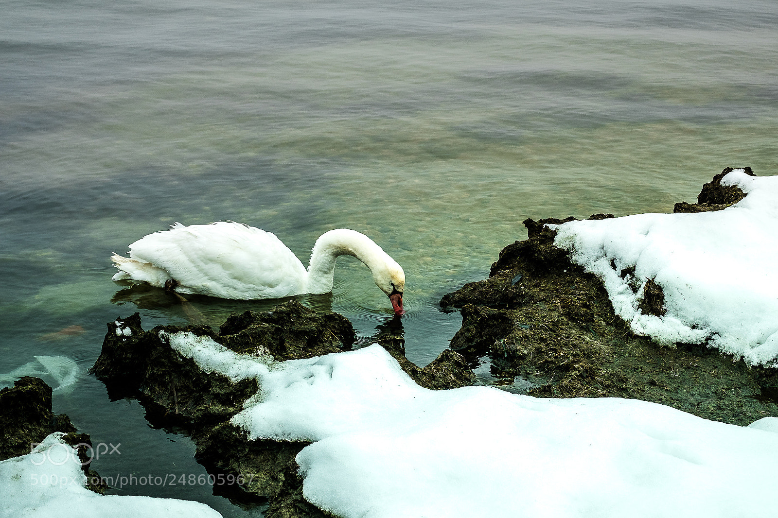 Fujifilm X-T10 sample photo. .. il cigno ... photography