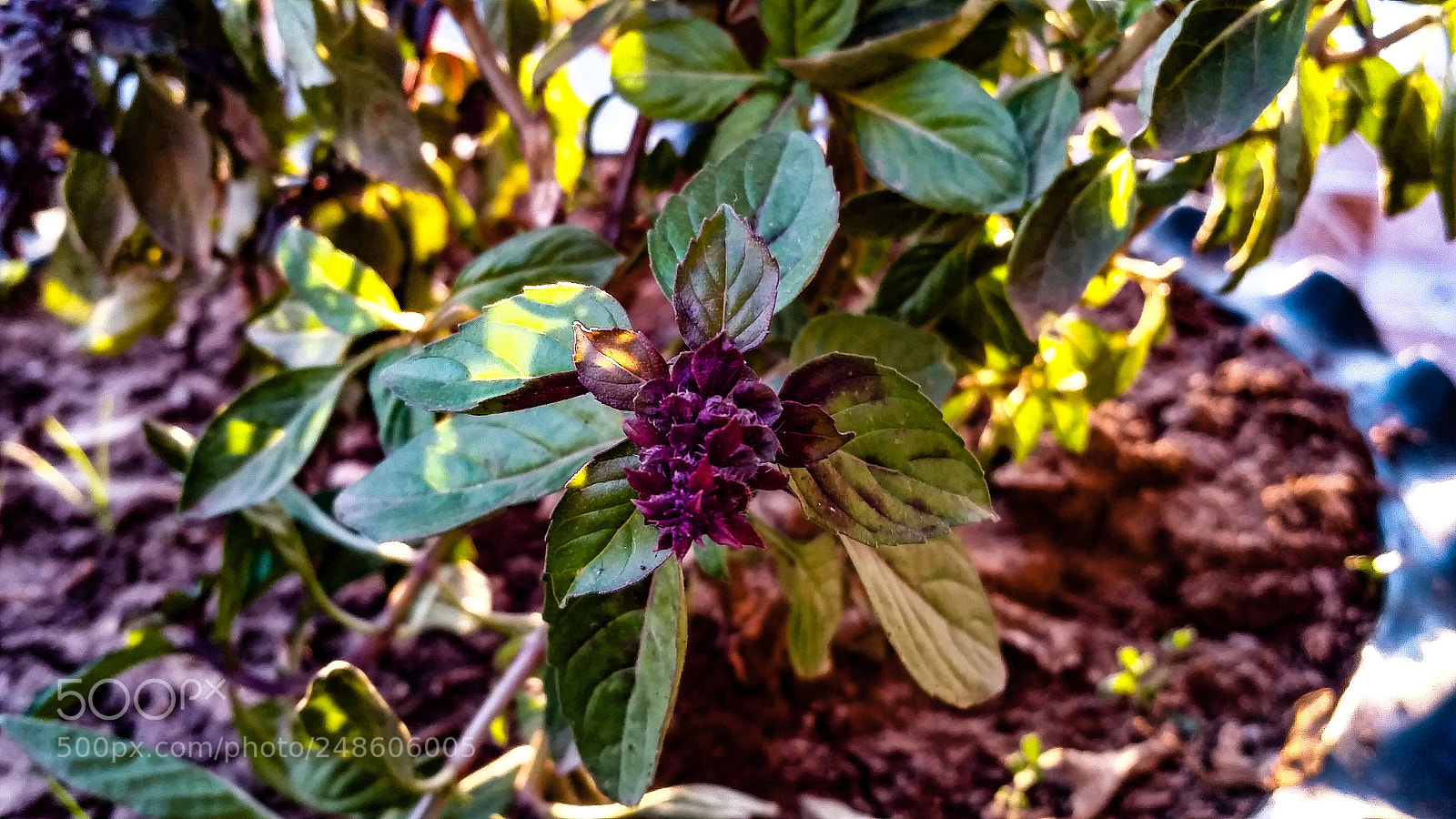 Samsung Galaxy S5 sample photo. Untitled photography