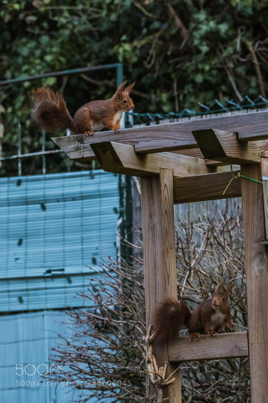 Nikon D500 sample photo. Chance deux fripon sur photography