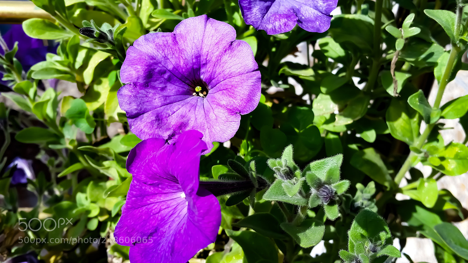 Samsung Galaxy S5 sample photo. Untitled photography