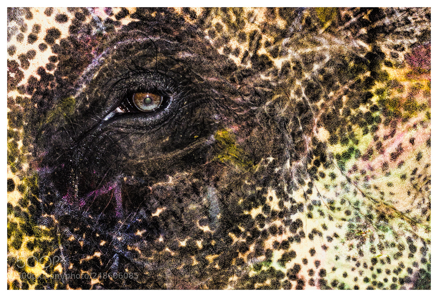 Canon EOS 550D (EOS Rebel T2i / EOS Kiss X4) sample photo. Elephant face makeup photography