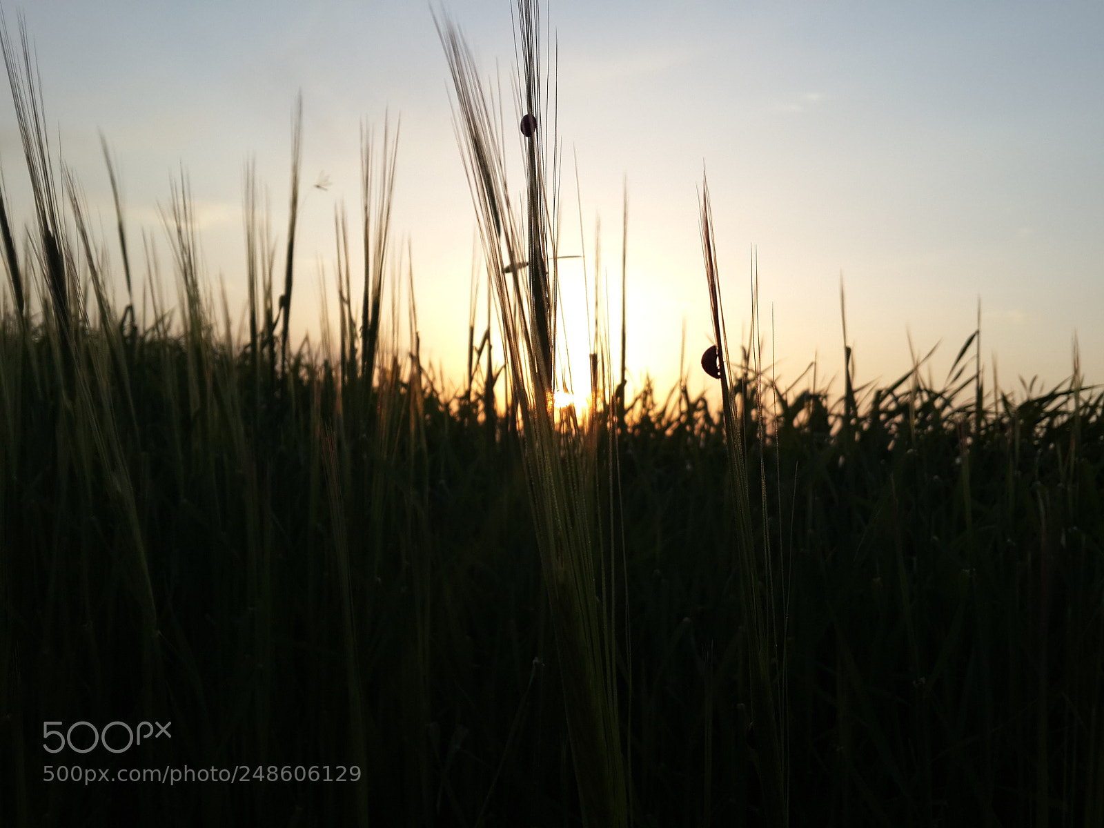 Samsung Galaxy S4 sample photo. Untitled photography