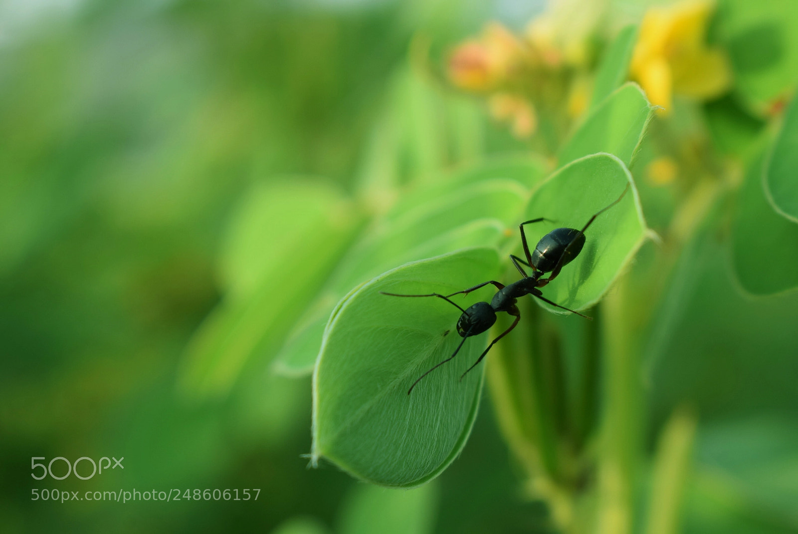 Nikon D5300 sample photo. Macro! fire ant. photography