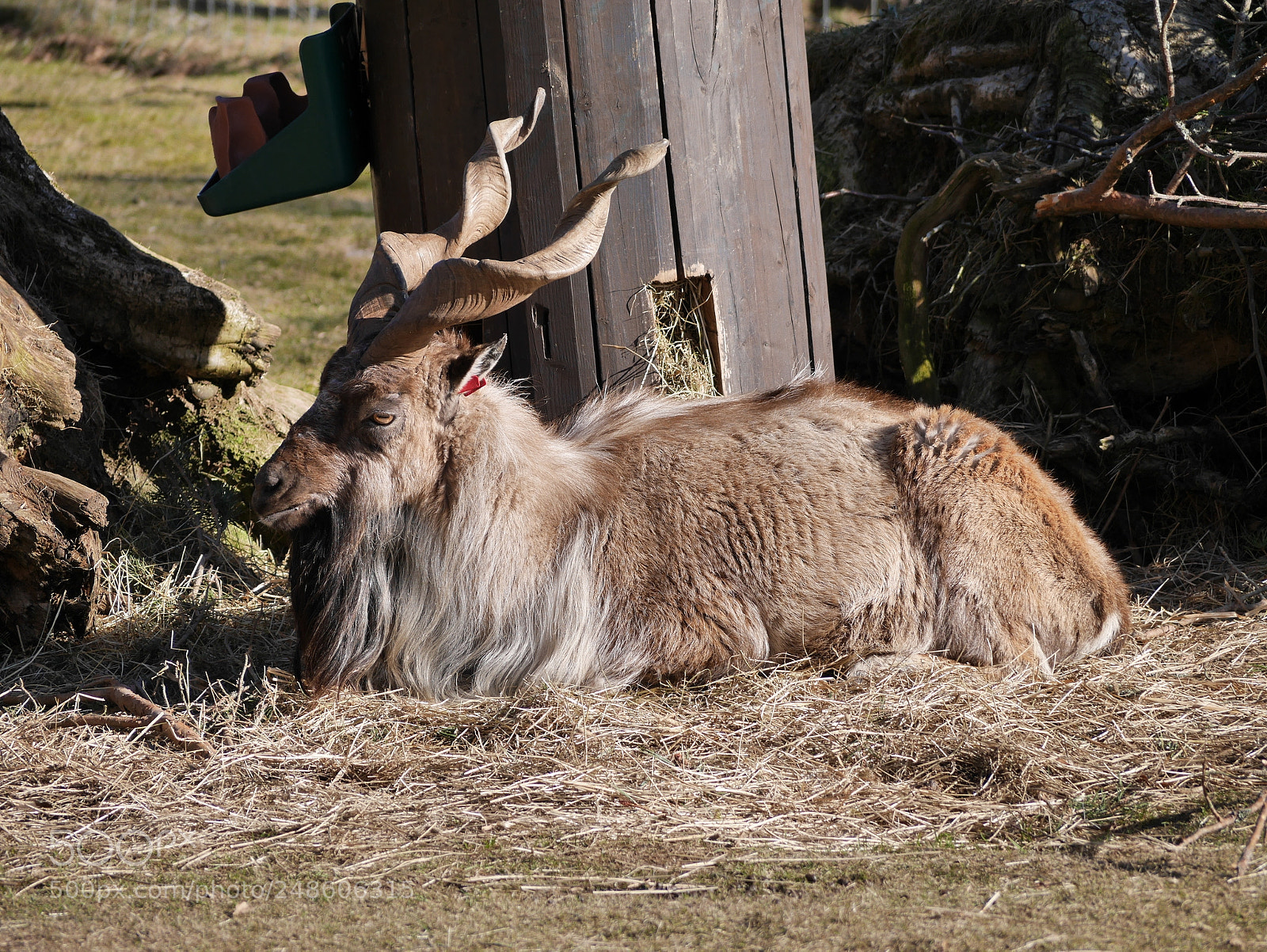 Panasonic Lumix DMC-GX7 sample photo. Goaty photography