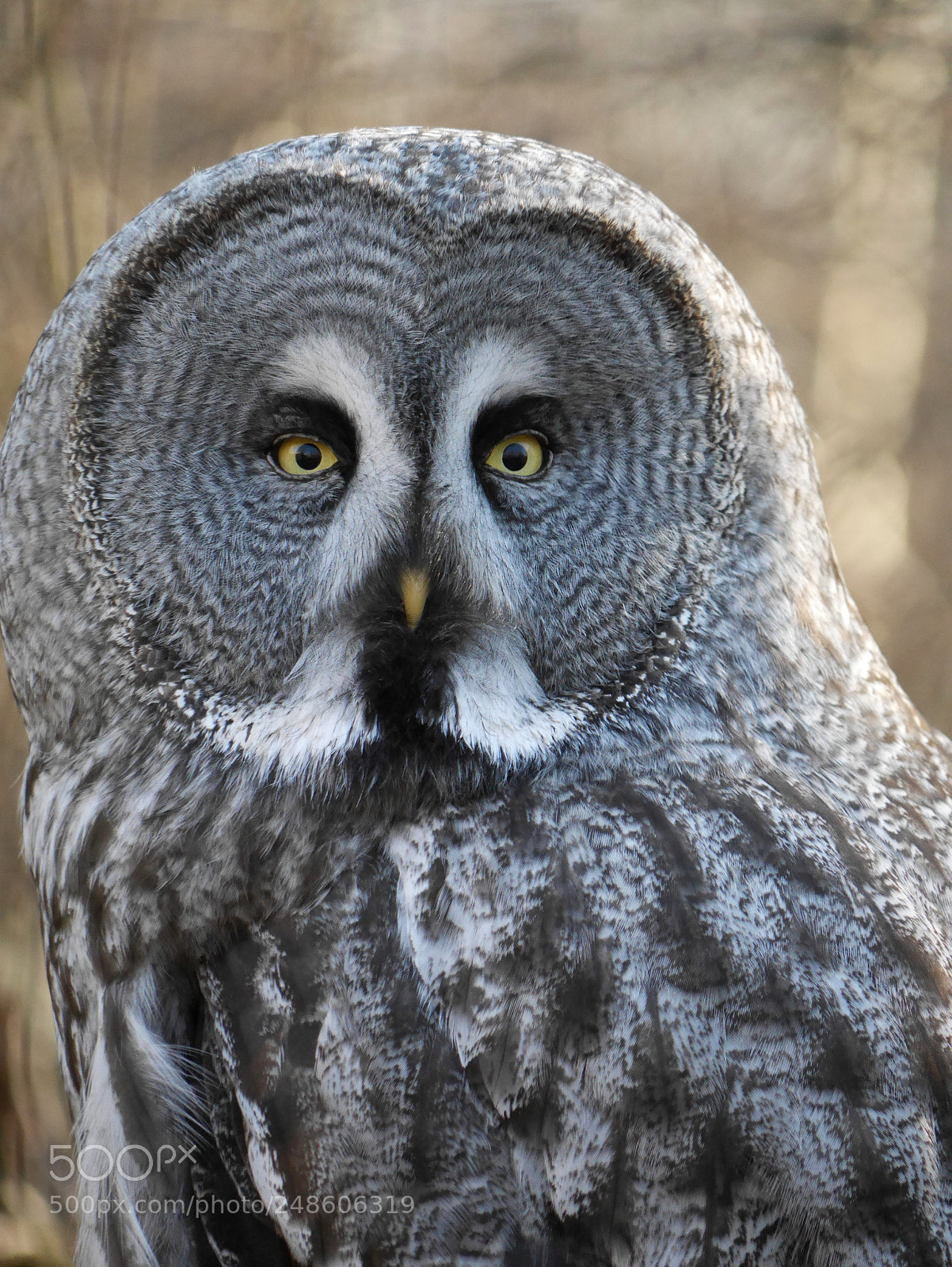 Panasonic Lumix DMC-GX7 sample photo. Hoot photography
