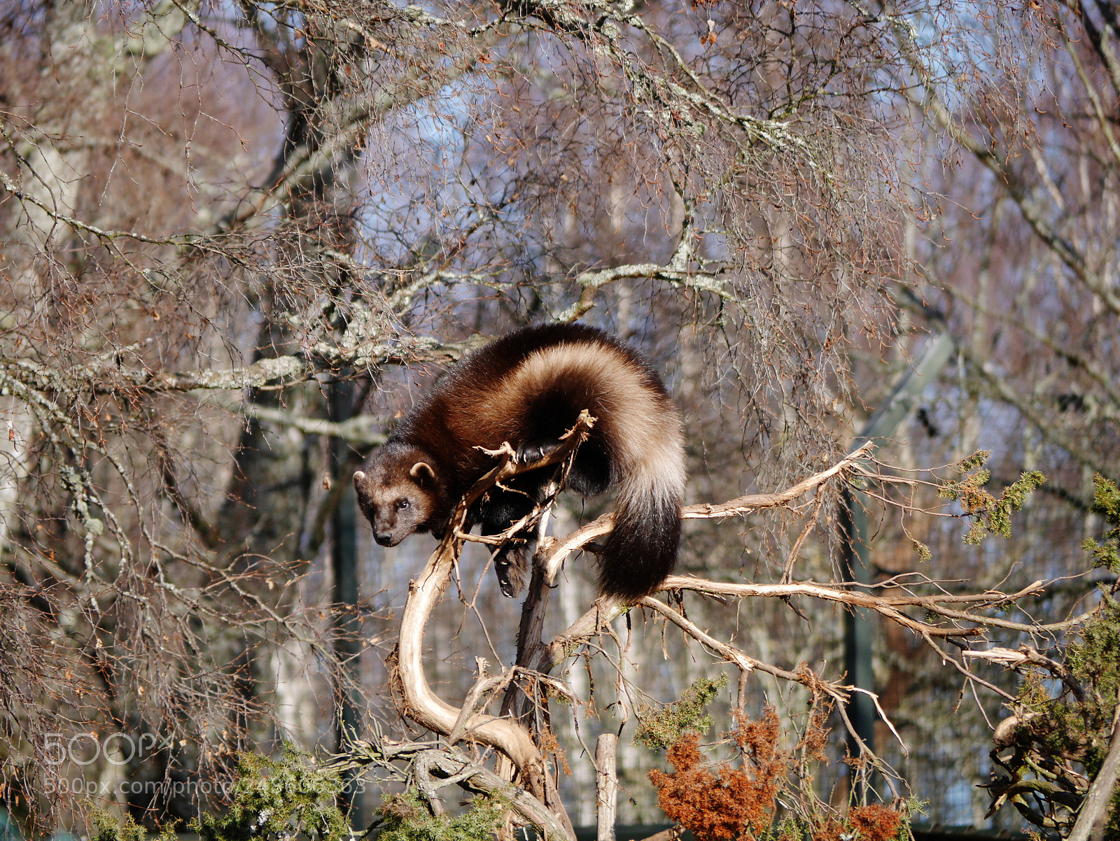 Panasonic Lumix DMC-GX7 sample photo. Wolverine photography