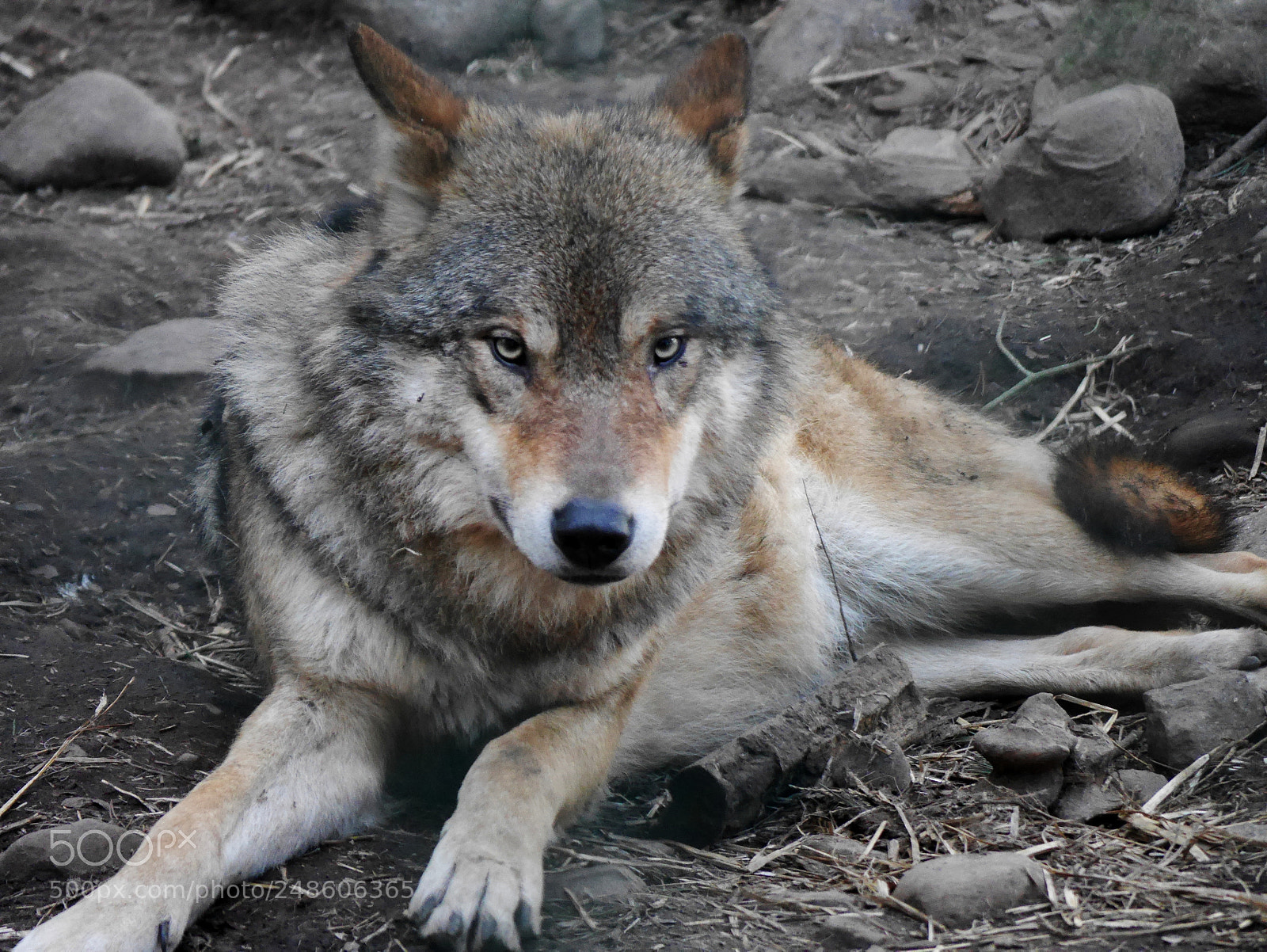 Panasonic Lumix DMC-GX7 sample photo. Woofwoof photography