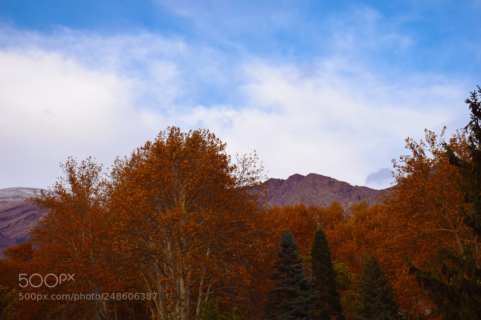 Nikon D5300 sample photo. Red leaves photography