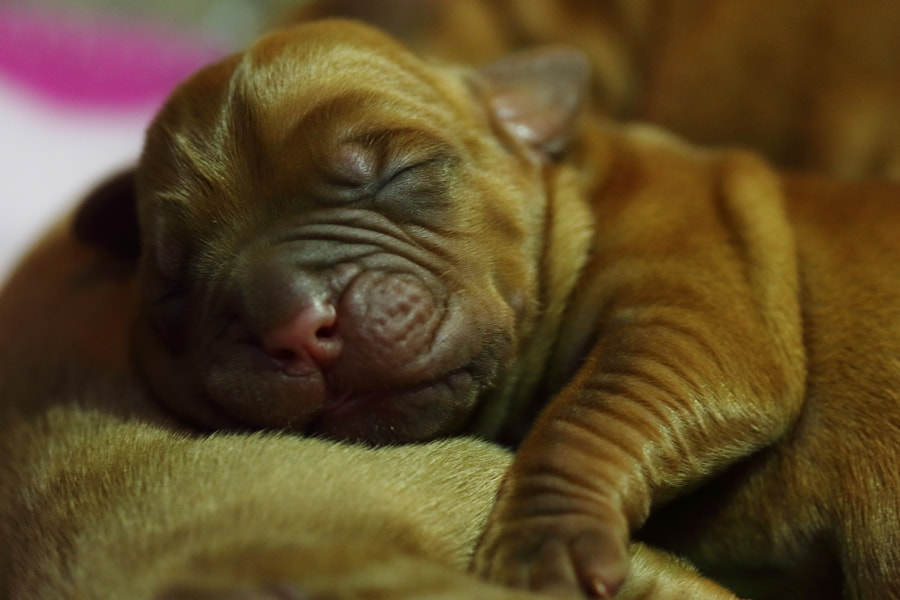 Canon EF 100mm F2.8 Macro USM sample photo. Sweet dreams photography