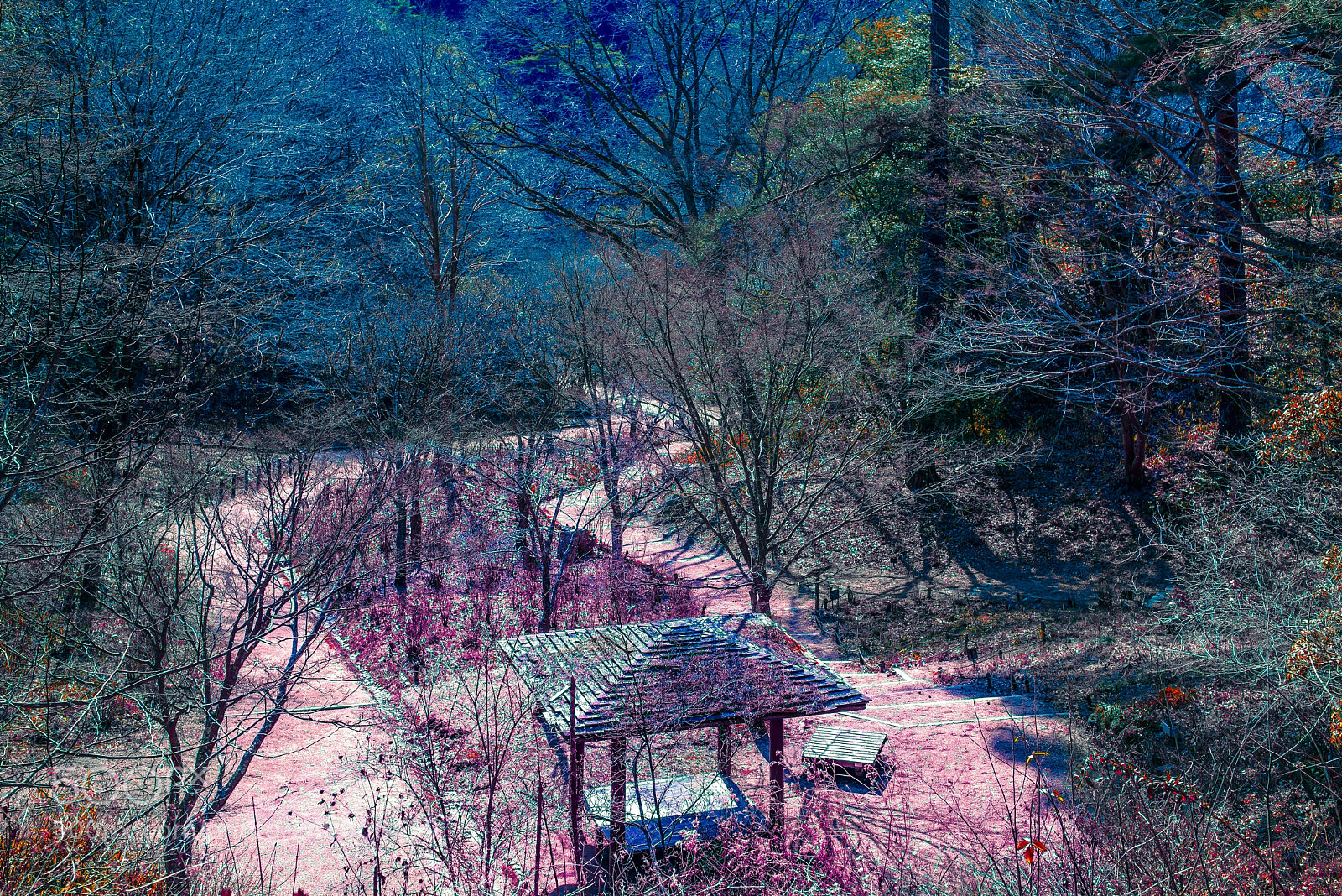 Nikon D800E sample photo. Forest and road photography