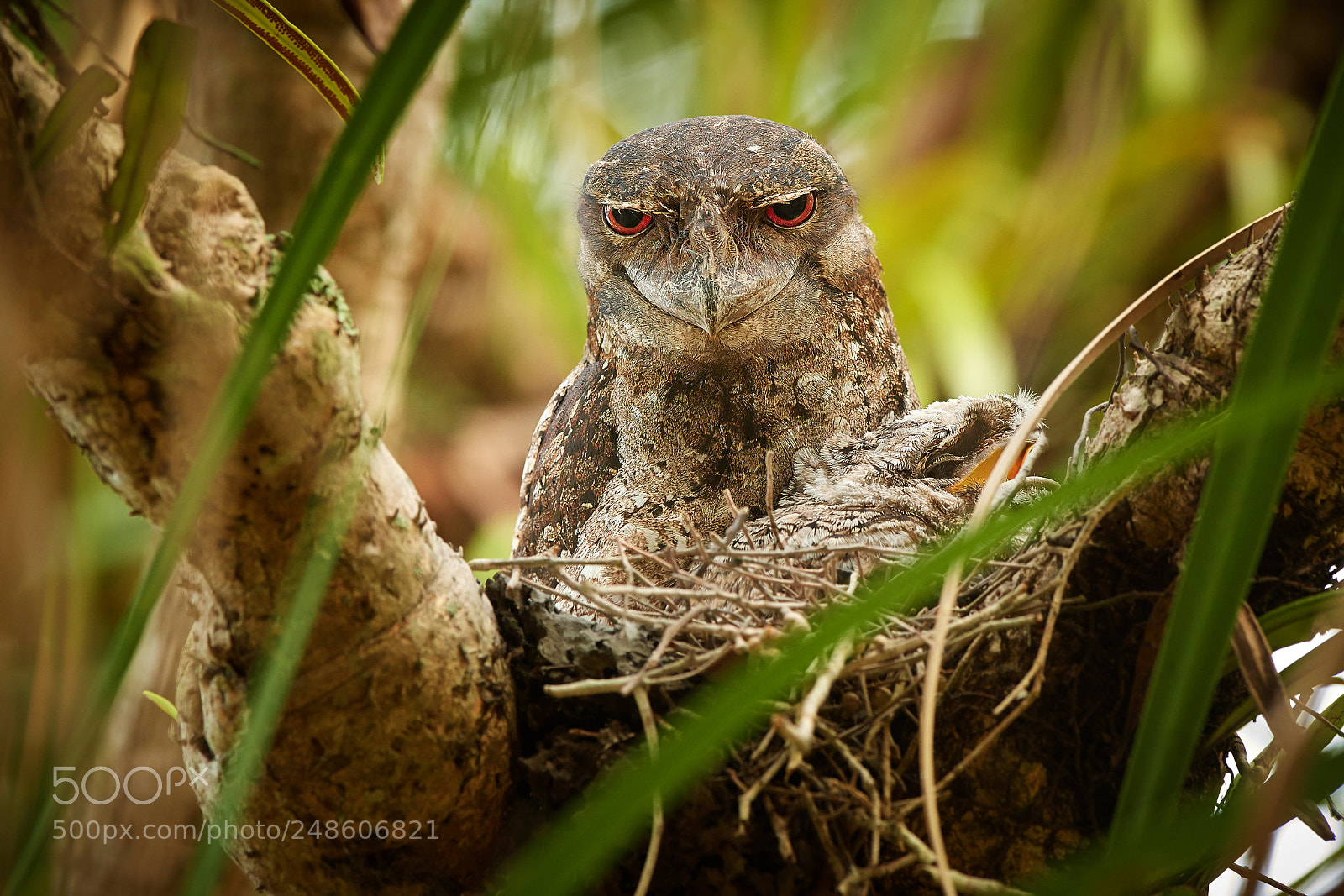 Nikon D500 sample photo. Tawny frogmouth (podargus strigoides) photography