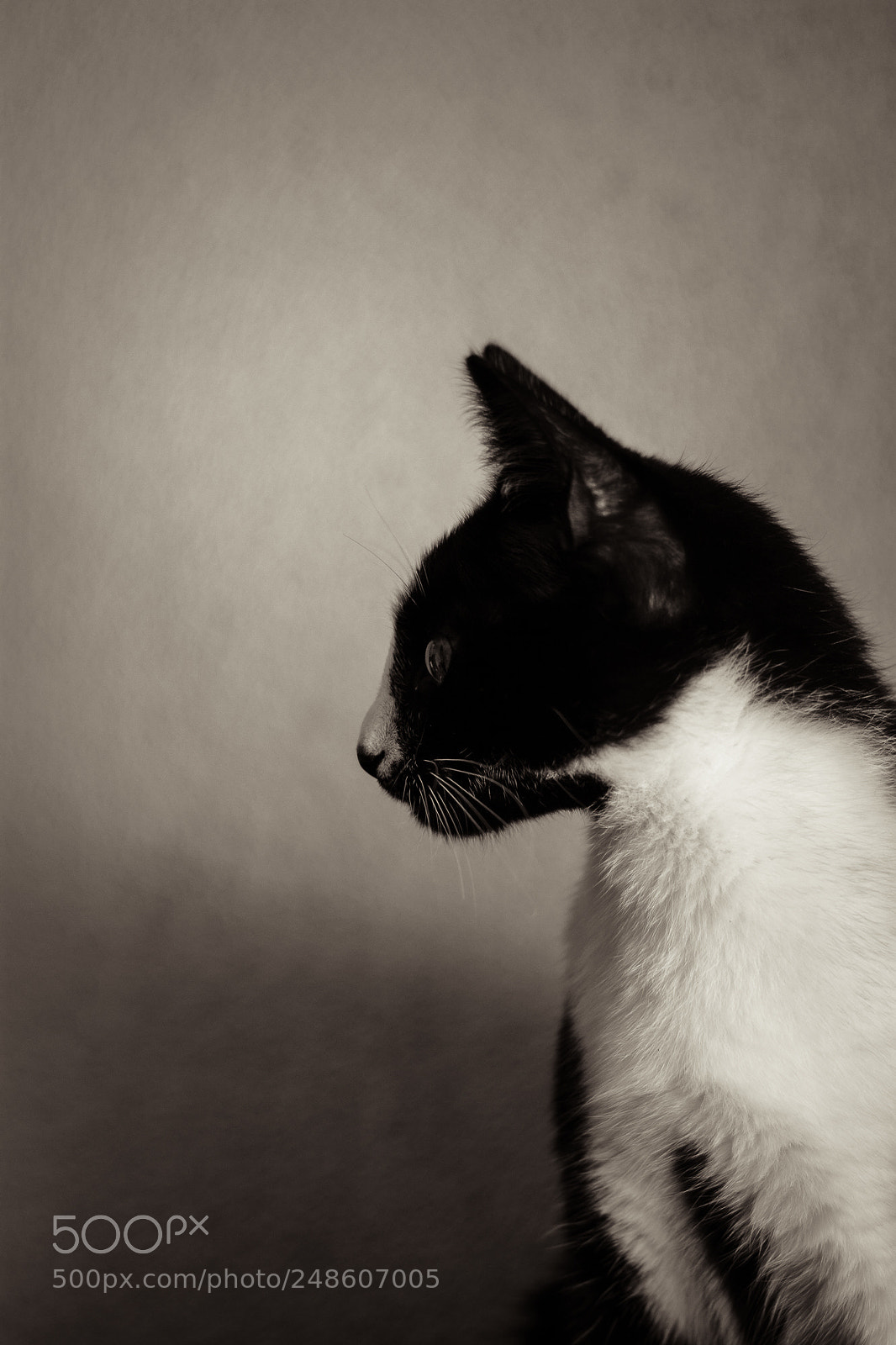Nikon D7100 sample photo. Cleo photography