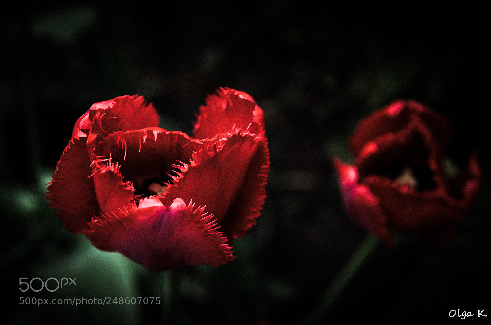 Nikon D7000 sample photo. Red tulip photography