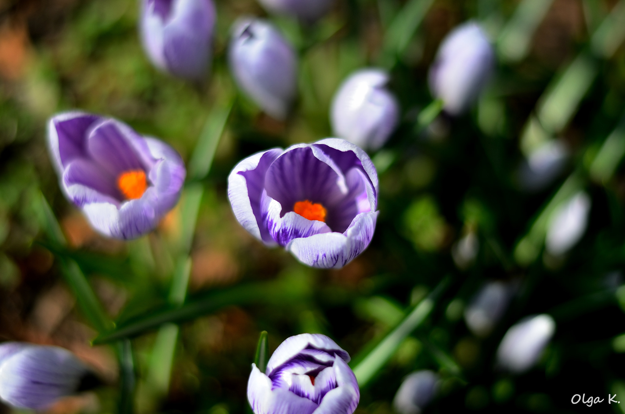 Nikon D7000 + Nikon AF-S Nikkor 50mm F1.8G sample photo. Crocus photography