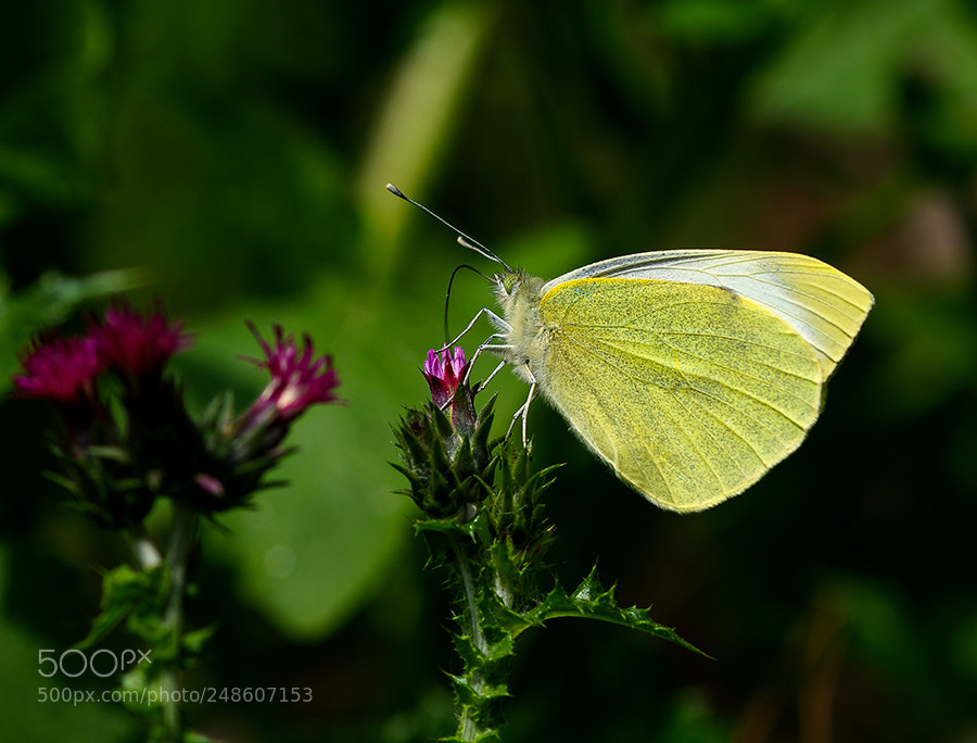 Pentax K20D sample photo. White angel photography