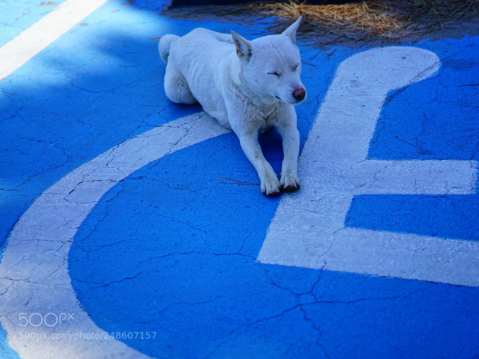 Sony a7R II sample photo. Dog photography