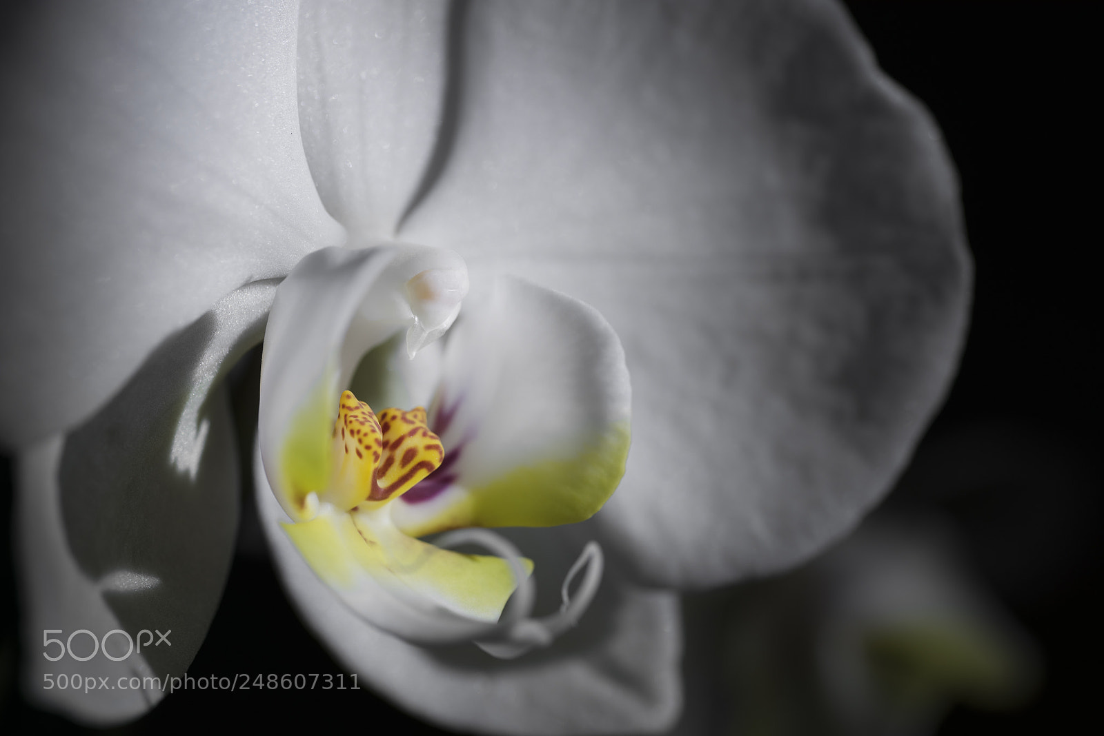 Nikon D750 sample photo. Phalaenopsis sogo yukidian 2 photography