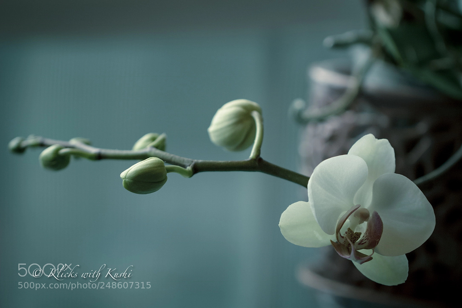 Canon EOS 60D sample photo. First bloom of spring photography