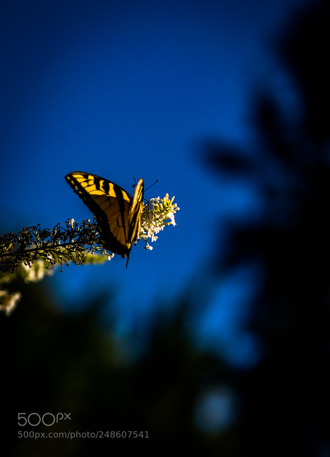 Nikon D5500 sample photo. Good morning photography