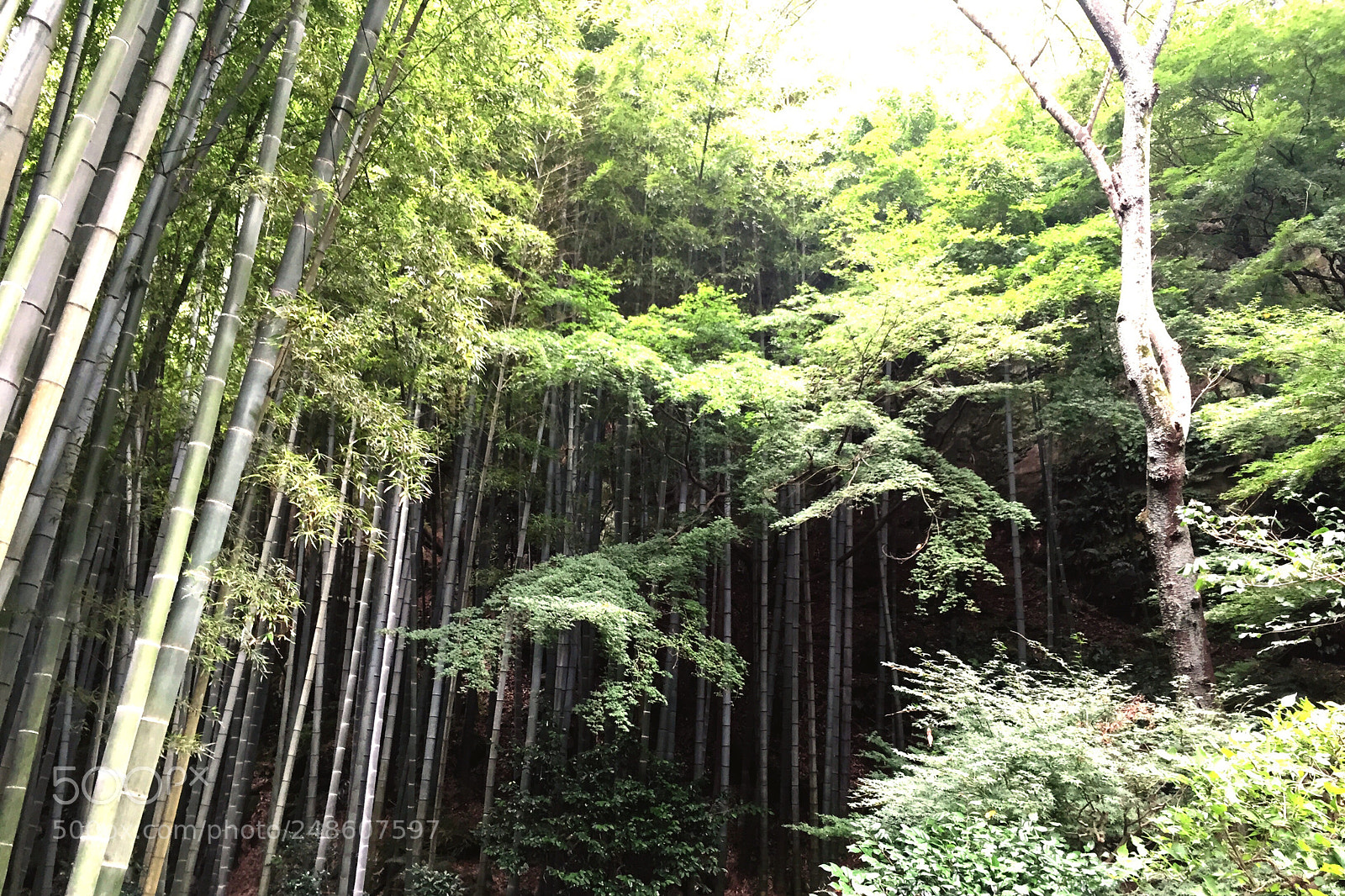 Apple iPhone 6 sample photo. Bamboo grove in kamakura photography