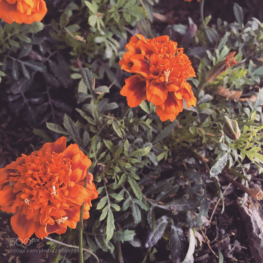 Apple iPhone 6s sample photo. Feelings ♥️? photography
