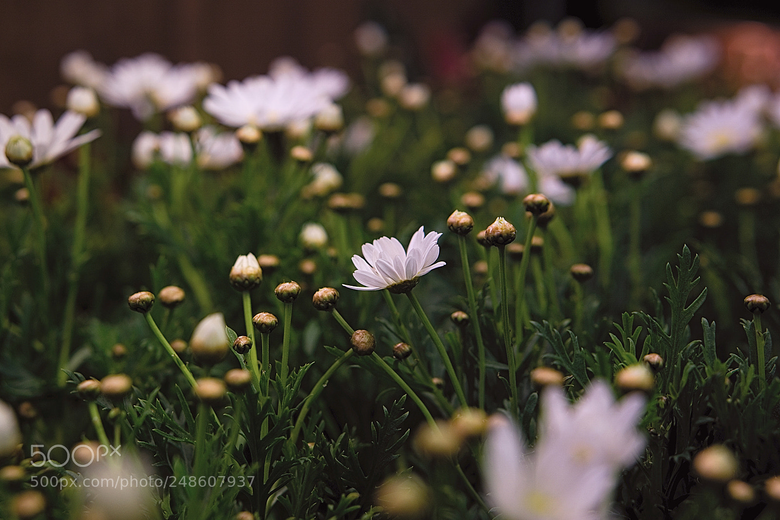 Sony a6000 sample photo. Margueritte photography