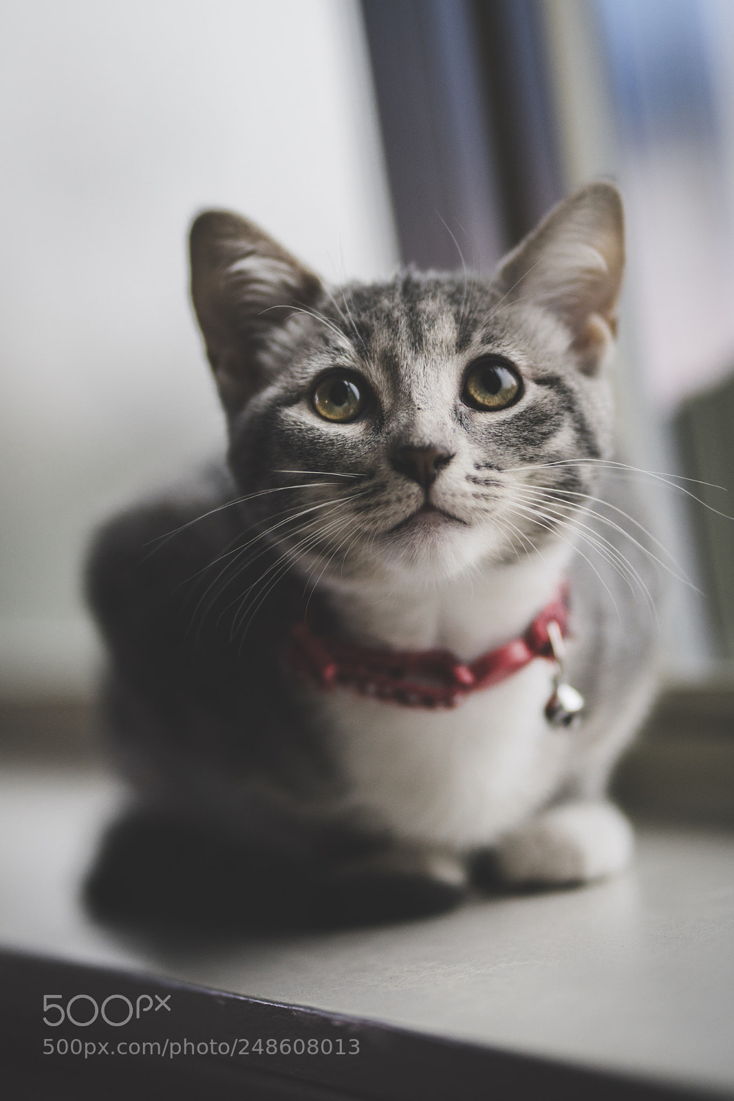 Sony a7R II sample photo. Begging eyes photography