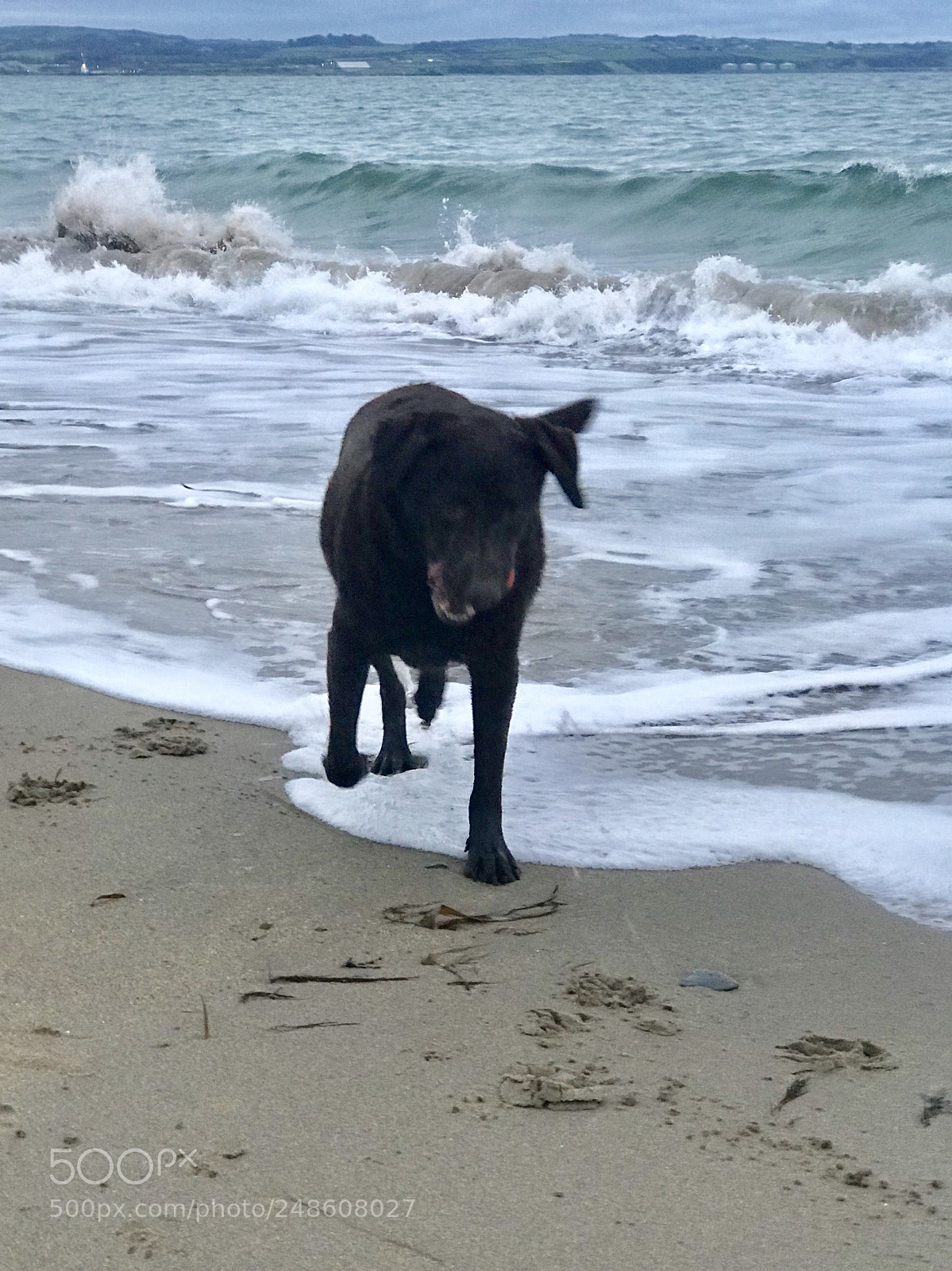 Apple iPhone 7 Plus sample photo. Beach day photography