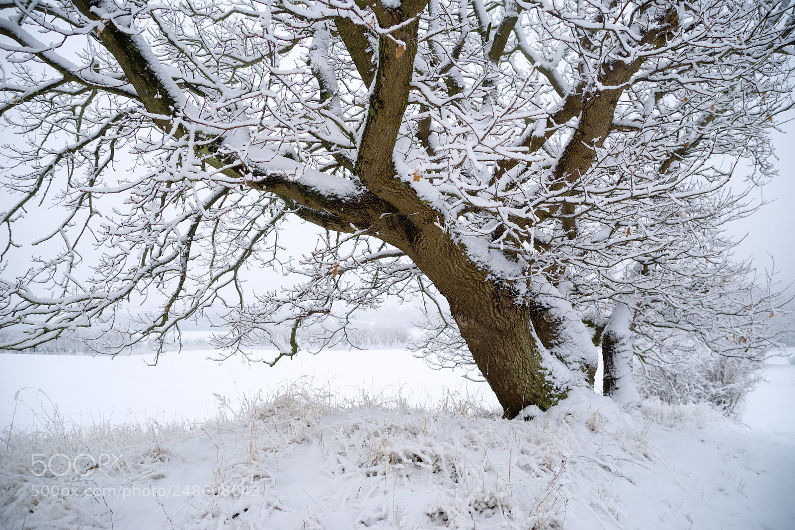 Pentax K-1 sample photo. Sessile oak photography