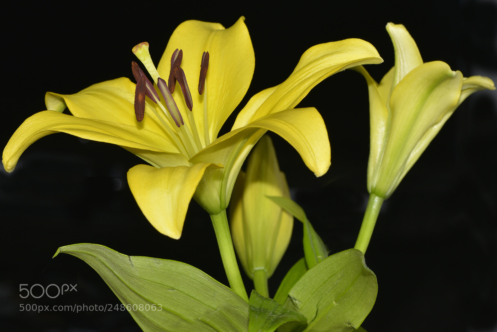 Nikon D800 sample photo. Lilies photography