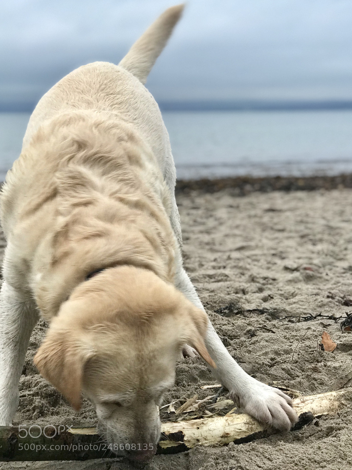 Apple iPhone 7 Plus sample photo. Beach day photography